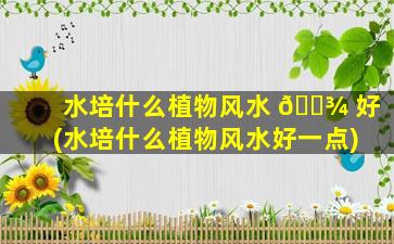 水培什么植物风水 🌾 好(水培什么植物风水好一点)